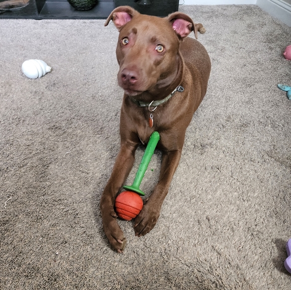 Show Notification - Picture 2 of 4